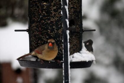 bird-feeders-can-make-a-difference-for-species-wintering-on-pei.,-nature-group-says