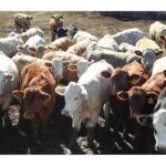 sylvain-charlebois:-trump-beefs-with-meat-packers-while-ottawa-stays-silent-at-the-grill