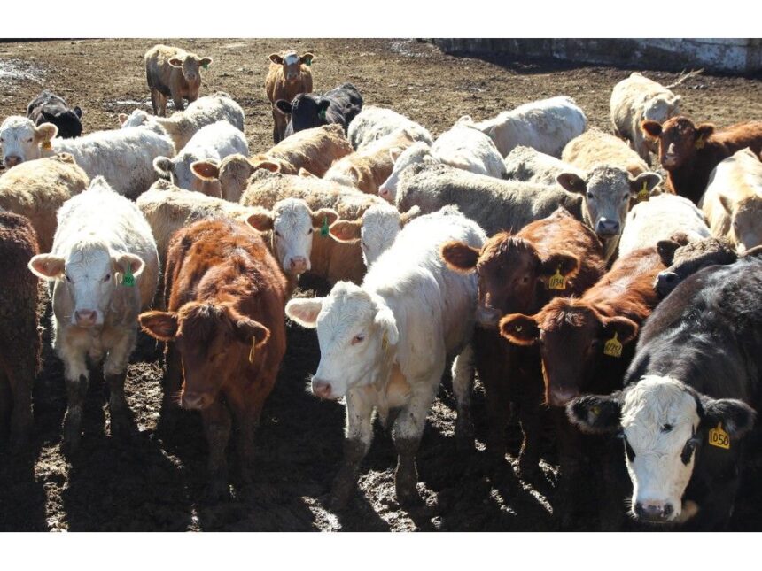 sylvain-charlebois:-trump-beefs-with-meat-packers-while-ottawa-stays-silent-at-the-grill