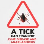 ns.-woman-highlights-barriers-in-getting-help-for-lyme-disease