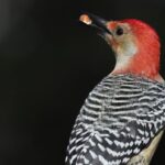 morning-frost:-enjoy-these-photos-from-around-new-brunswick