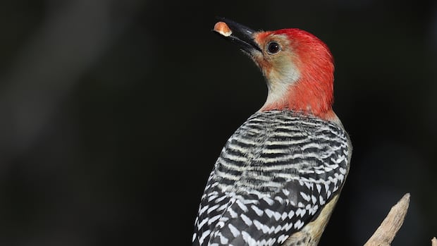 morning-frost:-enjoy-these-photos-from-around-new-brunswick