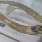 remembering-marmaduke,-hillsborough’s-mastodon