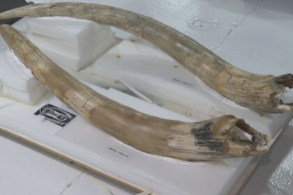 remembering-marmaduke,-hillsborough’s-mastodon