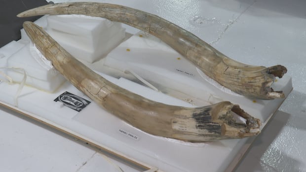 remembering-marmaduke,-hillsborough’s-mastodon