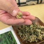 these-first-nations-women-teach-people-about-natural-medicines-for-healing