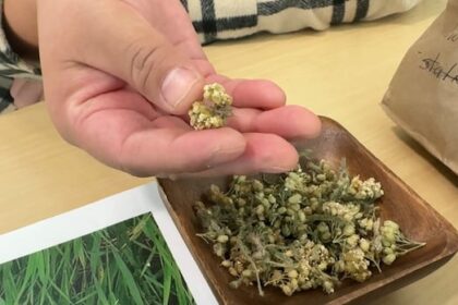 these-first-nations-women-teach-people-about-natural-medicines-for-healing