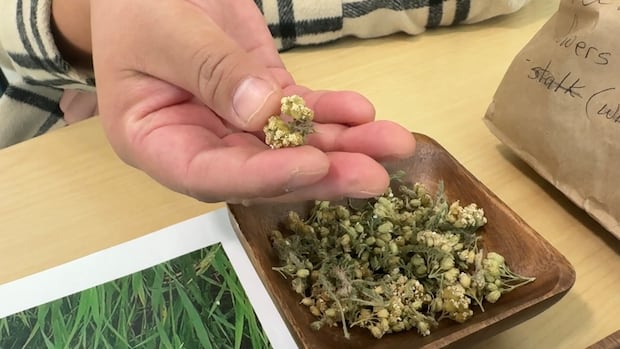 these-first-nations-women-teach-people-about-natural-medicines-for-healing