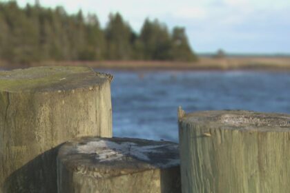 plan-for-whale-sanctuary-making-waves-in-eastern-nova-scotia