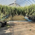 cannabis-plants-worth-$200m-seized-in-raids-on-tyendinaga-mohawk-territory,-police-say