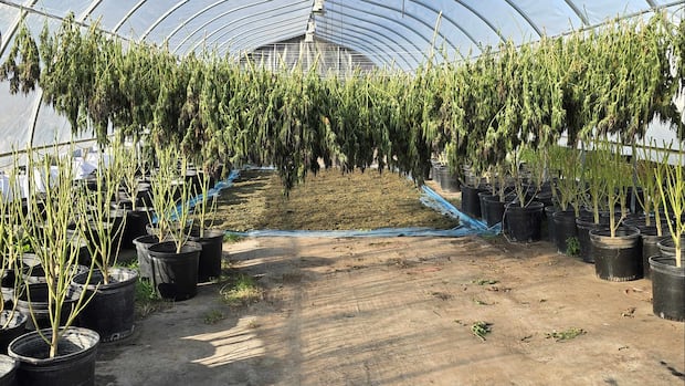 cannabis-plants-worth-$200m-seized-in-raids-on-tyendinaga-mohawk-territory,-police-say