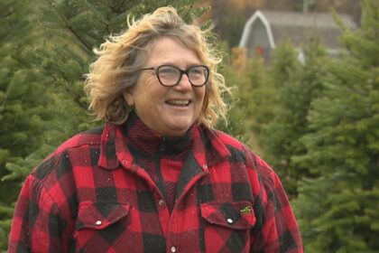 pei.’s-christmas-tree-supply-remains-strong-despite-summer-drought