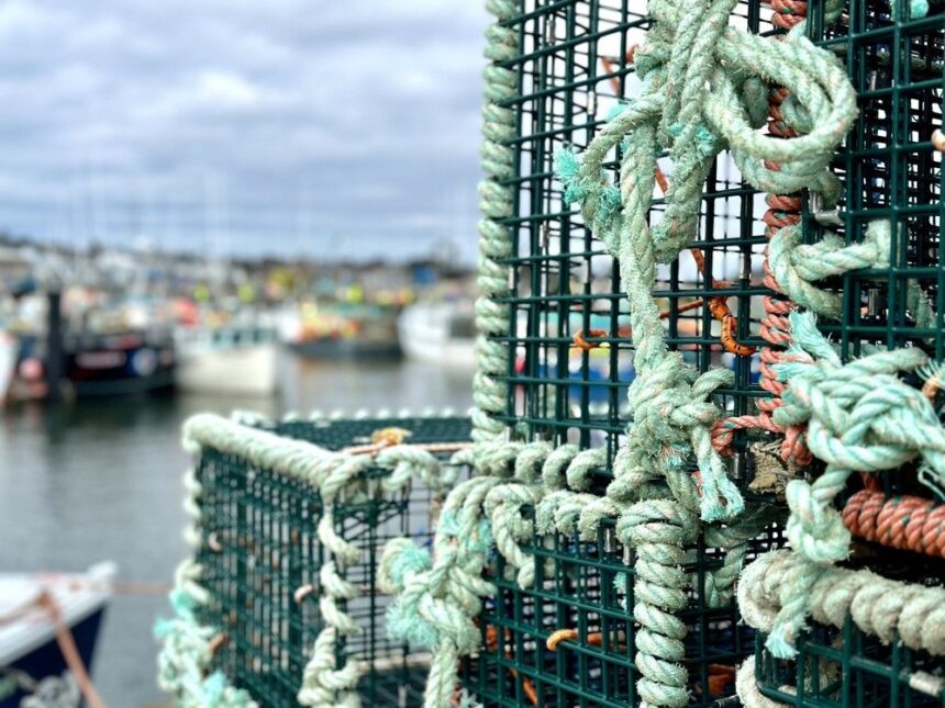 new-nova-scotia-compliance-inspectors-will-be-on-wharfs,-in-seafood-plants-making-sure-lobsters-are-legal