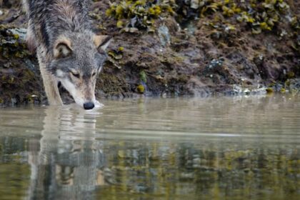 these-bc.-wolves-figured-out-how-to-pull-up-crab-traps-to-get-food