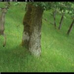 deer-are-destroying-bc-island-ecosystems.-indigenous-hunting-could-be-the-solution