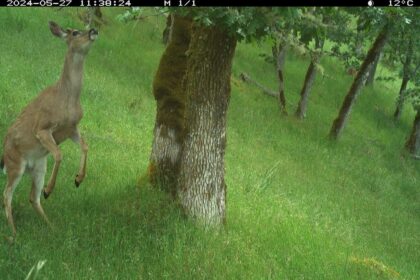 deer-are-destroying-bc-island-ecosystems.-indigenous-hunting-could-be-the-solution