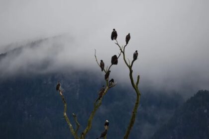 thousands-of-bald-eagles-descend-on-bc.s-fraser-valley-for-winter-migration