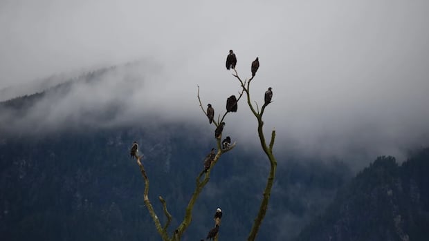 thousands-of-bald-eagles-descend-on-bc.s-fraser-valley-for-winter-migration