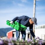 these-farmers-have-a-dream-for-the-worlds-most-expensive-spice,-and-it’s-rooted-in-canadian-soil