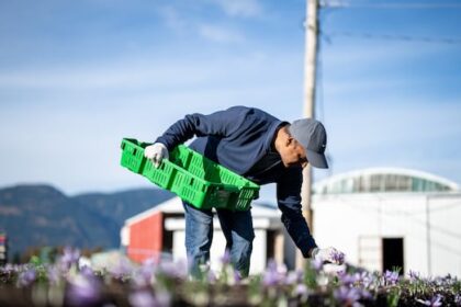 these-farmers-have-a-dream-for-the-worlds-most-expensive-spice,-and-it’s-rooted-in-canadian-soil