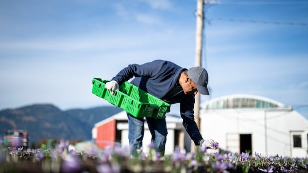 these-farmers-have-a-dream-for-the-worlds-most-expensive-spice,-and-it’s-rooted-in-canadian-soil
