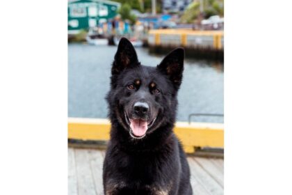 rcmp-police-service-dog-phox-assists-in-drug-trafficking-arrest-in-happy-valley-goose-bay