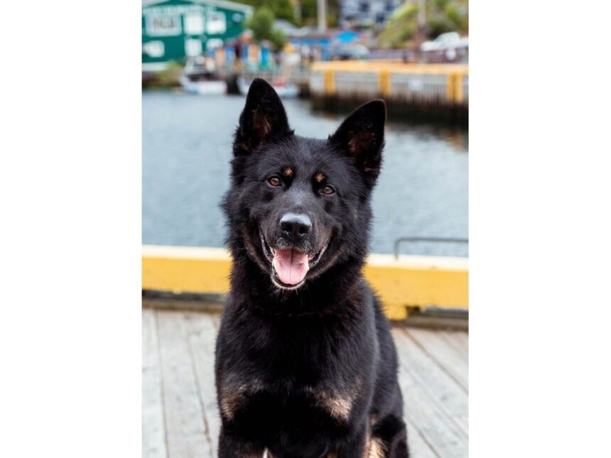 rcmp-police-service-dog-phox-assists-in-drug-trafficking-arrest-in-happy-valley-goose-bay