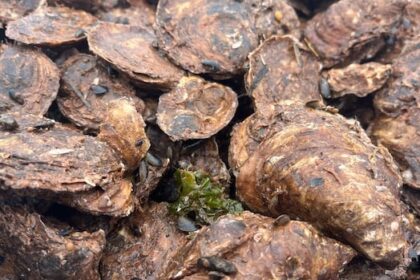 pei.-fisheries-minister-says-support-is-coming-to-help-oyster-industry-overcome-msx,-dermo