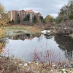 mindblowing-population-of-feral-goldfish-in-ottawa-pond-to-be-euthanized