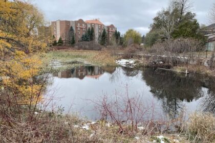 mind-blowing-population-of-feral-goldfish-in-ottawa-pond-to-be-euthanized