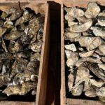 pei.-offers-oyster-fishers-retraining-subsidies,-but-many-want-to-stay-in-the-industry