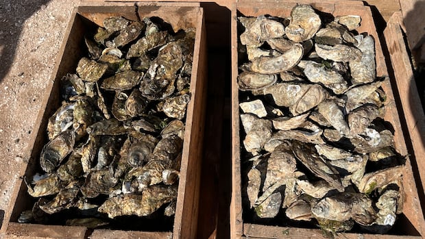 pei.-offers-oyster-fishers-retraining-subsidies,-but-many-want-to-stay-in-the-industry