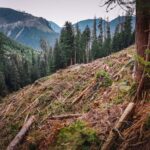 forests-minister-defends-bc-logging.-experts-say-clearcuts-are-still-a-problem