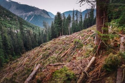 forests-minister-defends-bc-logging.-experts-say-clearcuts-are-still-a-problem