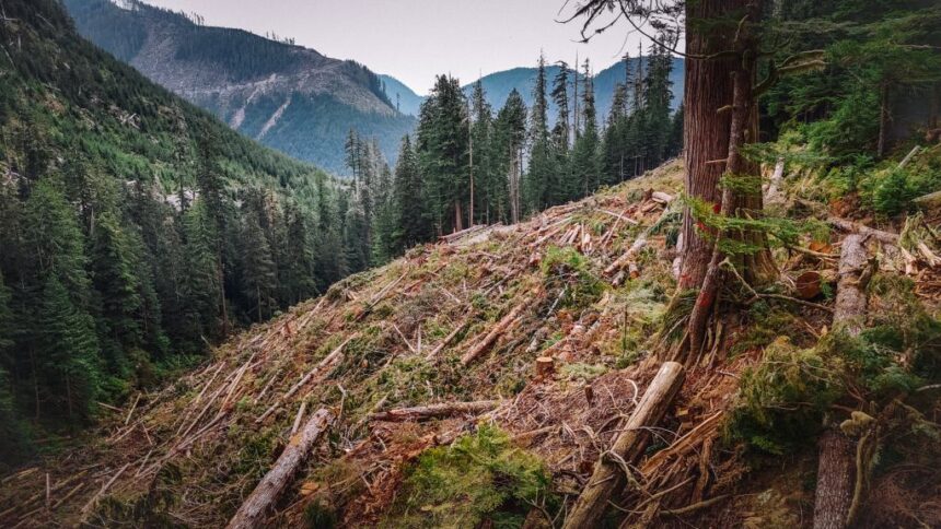 forests-minister-defends-bc-logging.-experts-say-clearcuts-are-still-a-problem