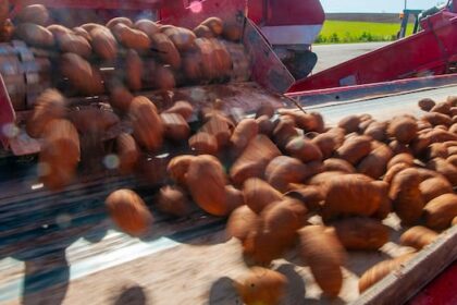 pei.-government-says-it’s-in-negotiations-to-buy-around-half-of-potato-wart-index-fields