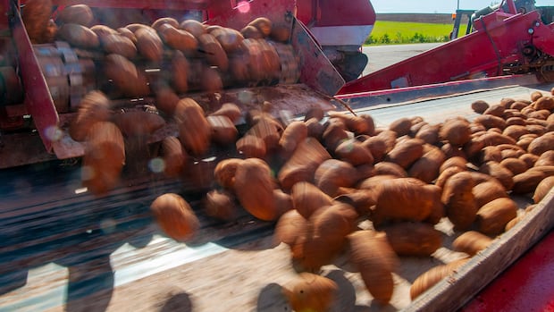 pei.-government-says-it’s-in-negotiations-to-buy-around-half-of-potato-wart-index-fields