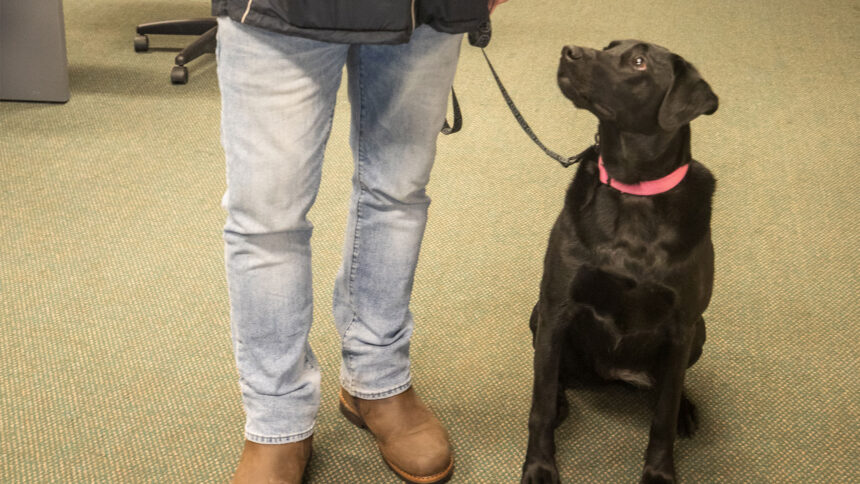 first-nations-in-nwt.-turn-to-private-k9-company-to-sniff-out-drugs,-alcohol