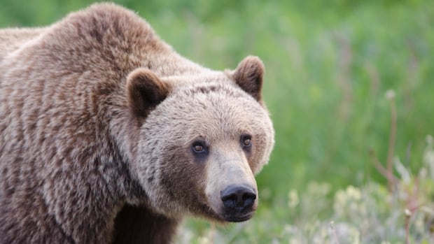 2-in-critical-condition-after-grizzly-bear-attack-involving-students-in-bella-coola:-officials