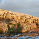 as-permafrost-thaws,-a-generations-old-inuit-delicacy-faces-new-risks