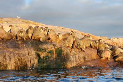 as-permafrost-thaws,-a-generations-old-inuit-delicacy-faces-new-risks