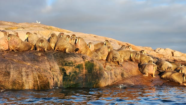 as-permafrost-thaws,-a-generations-old-inuit-delicacy-faces-new-risks