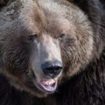 teachers-were-heroes-in-protecting-elementary-students-from-grizzly-attack-in-bc.,-officials-say