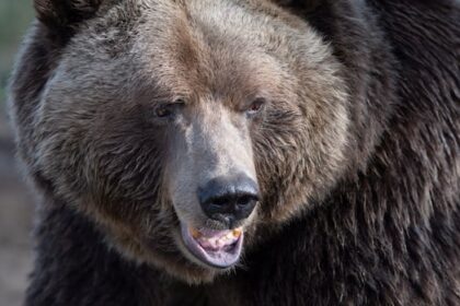 teachers-were-heroes-in-protecting-elementary-students-from-grizzly-attack-in-bc.,-officials-say