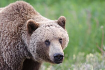 2-in-critical-condition-after-grizzly-bear-attack-involving-children-in-bella-coola
