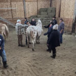 patrick-buffalo:-a-lifetime-of-healing,-horses,-and-the-fight-for-private-enterprise