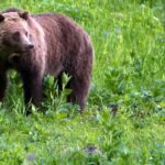 in-the-wake-of-bella-coola-bear-attack,-some-call-for-bc.-to-revisit-ban-on-grizzly-hunt