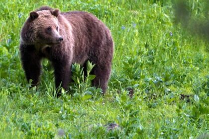 in-the-wake-of-bella-coola-bear-attack,-some-call-for-bc.-to-revisit-ban-on-grizzly-hunt