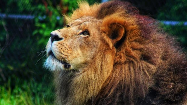 azizi,-beloved-lion-at-moncton-zoo,-remembered-as-gentle-prankster
