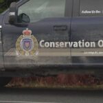 sow-and-2-cubs-likely-involved-in-bella-coola-grizzly-attack-on-school-group:-conservation-officer